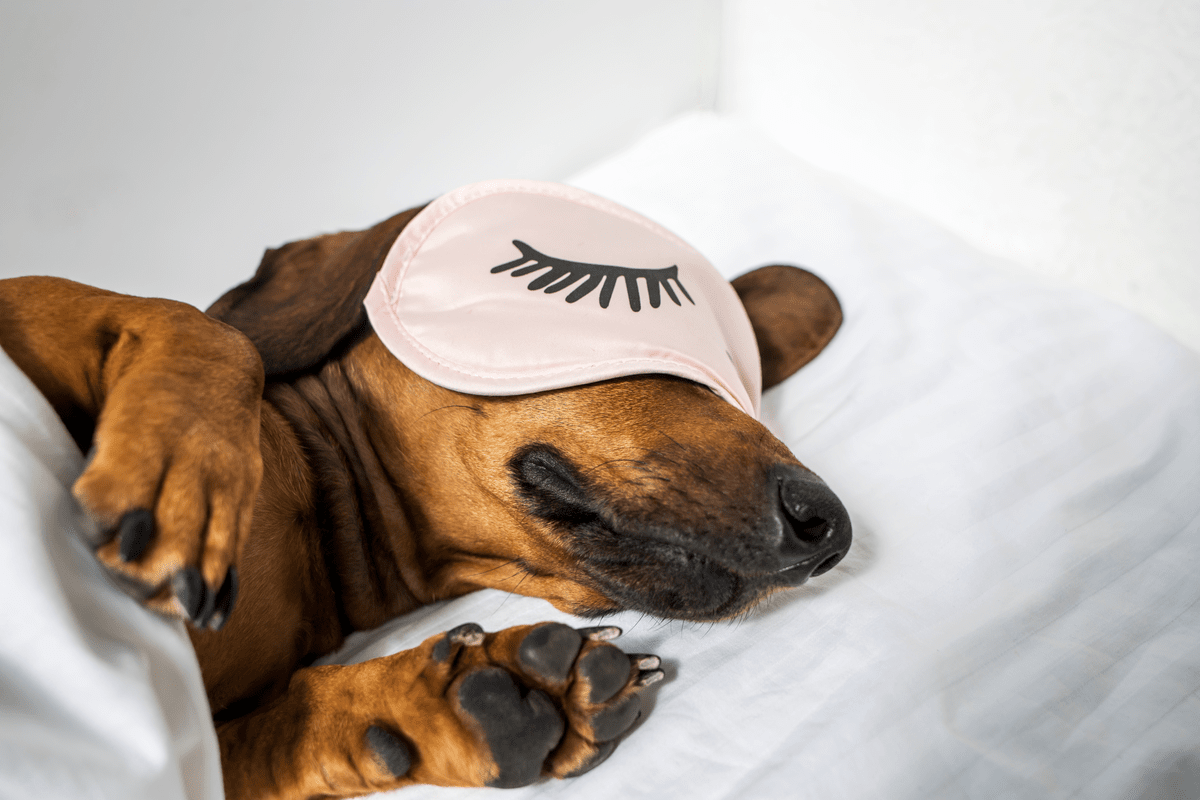 What do dogs dream about while they sleep?