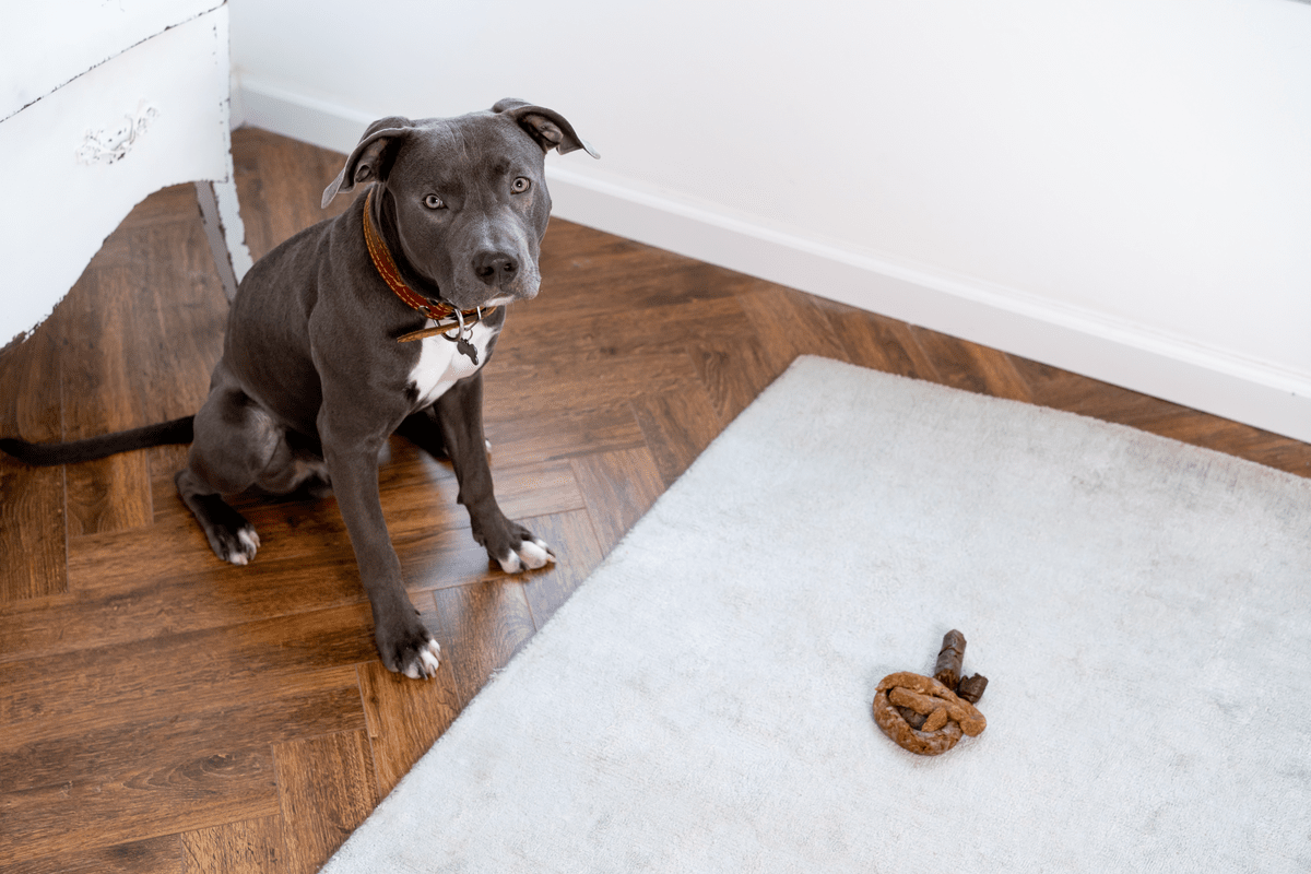 What does your dog's poo say about their health?