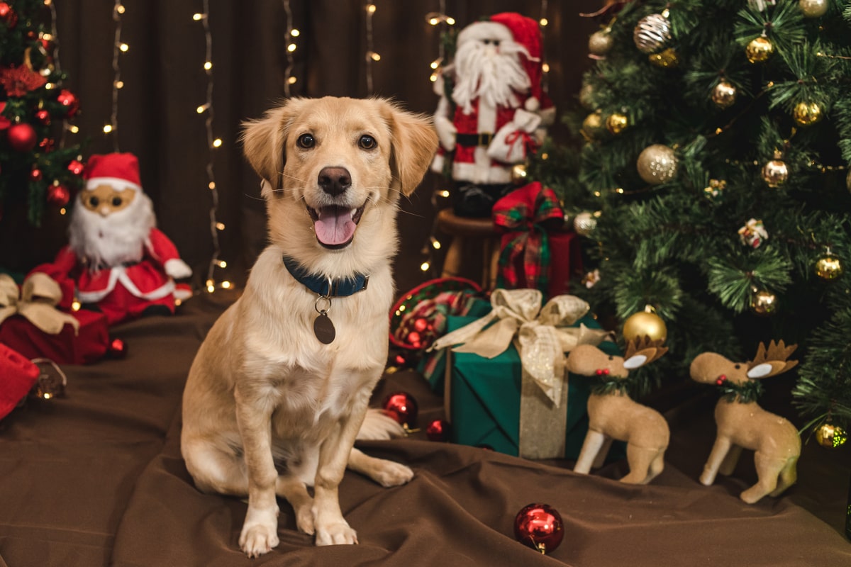 Tips for celebrating Christmas with your dog