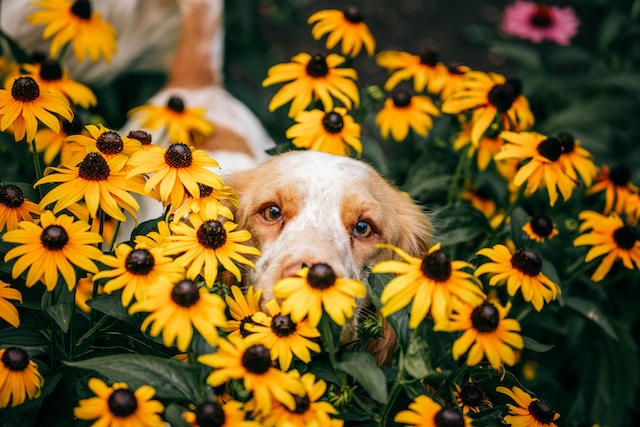 Spring and Allergies in dogs: Symptoms and How to Respond