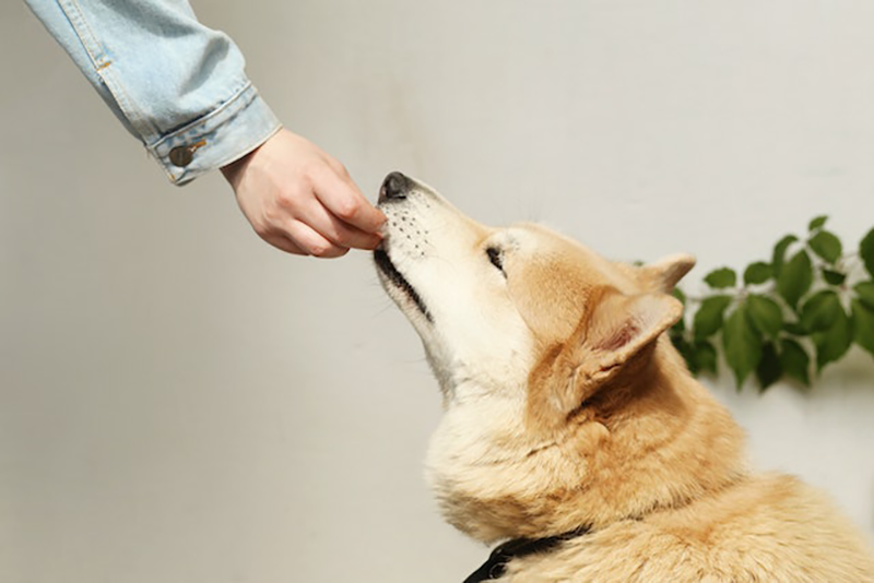How to enrich your dog's diet