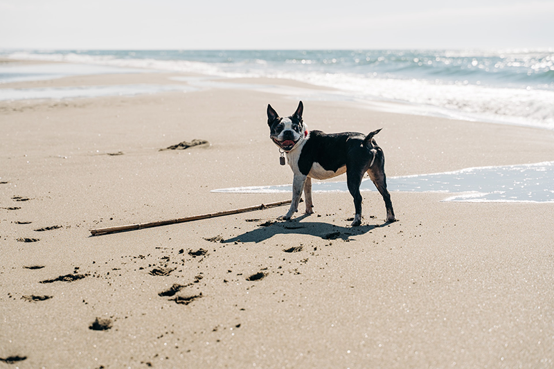 Tips for going to the beach with a dog