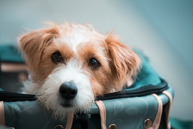 prepare dog suitcase
