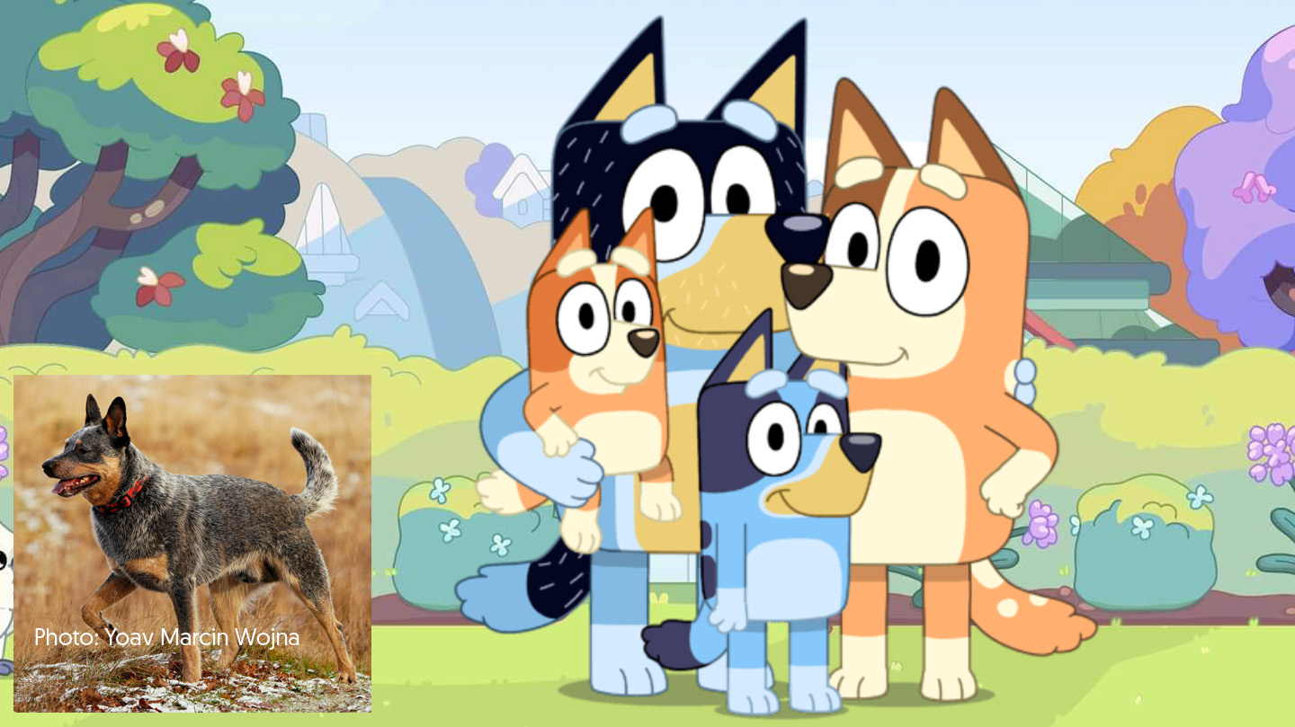 What Breed Are the Dogs in Bluey?﻿